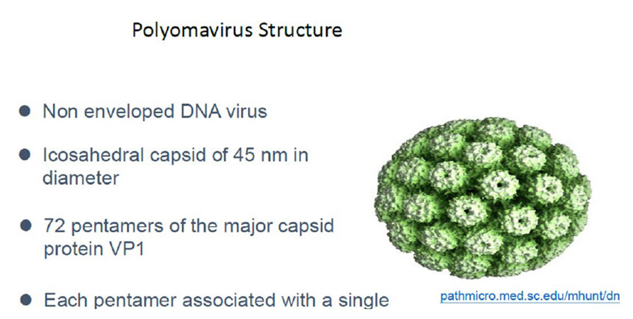 polyomavirus structure