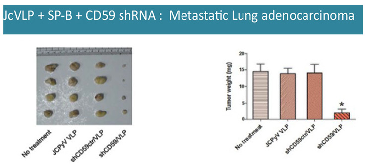 Metastatic Lung Inflammation Model