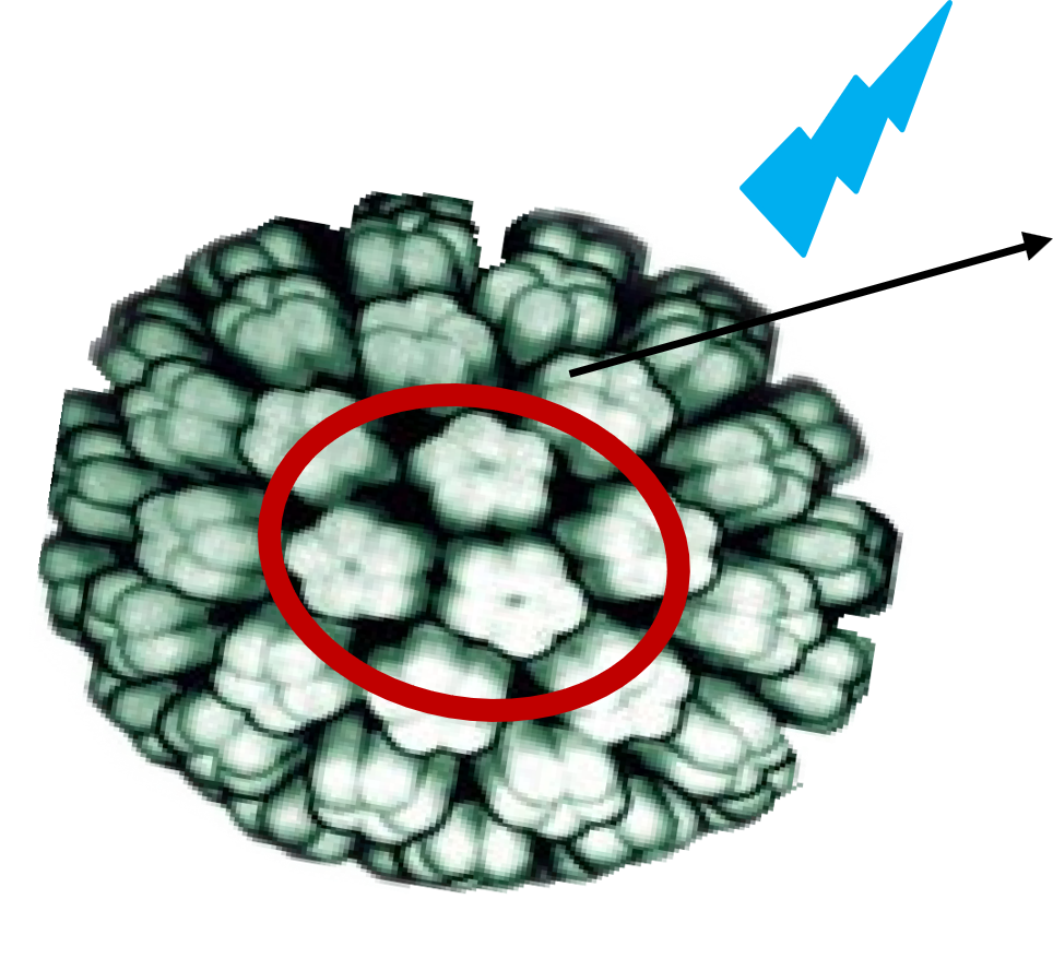 tk-JCPyV VLP-SBP structure