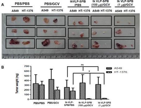 Tumor weight efficacy comparison